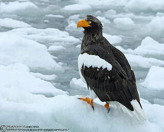 Steller S Sea Eagle Haliaeetus Pelagicus Adult Auau