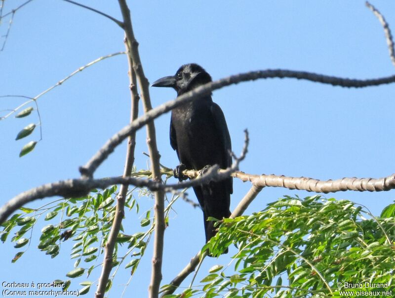 Large-billed Crow, identification