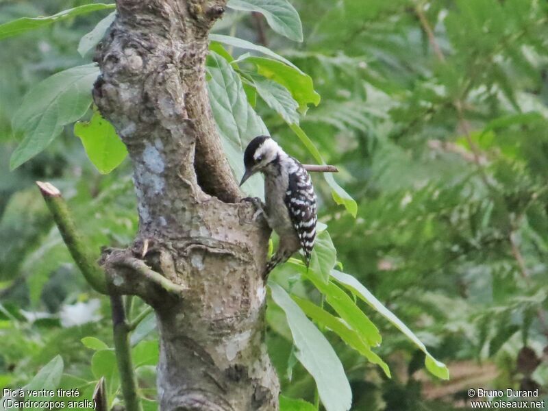 Freckle-breasted Woodpecker female adult, identification, feeding habits, Behaviour