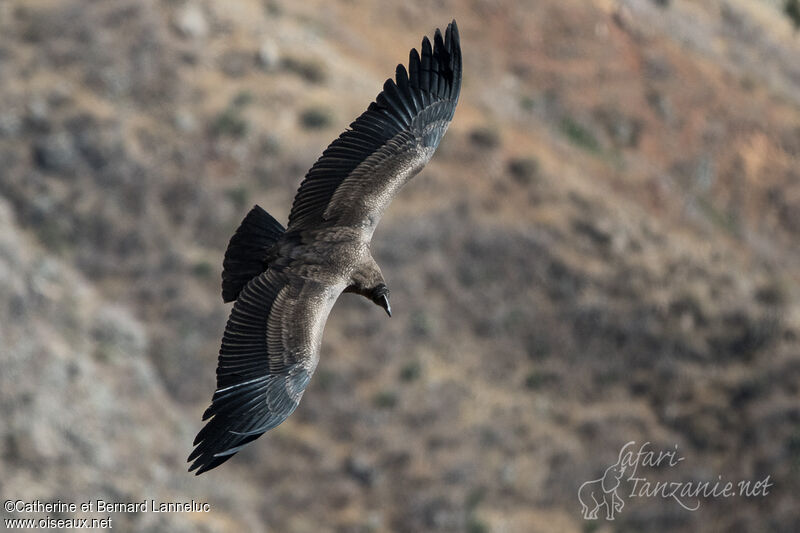 Condor des Andesimmature, Vol