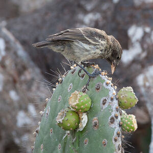 cactus finch common identification description des