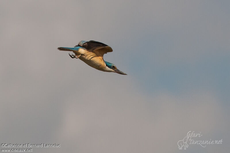 Sacred Kingfisher, Flight