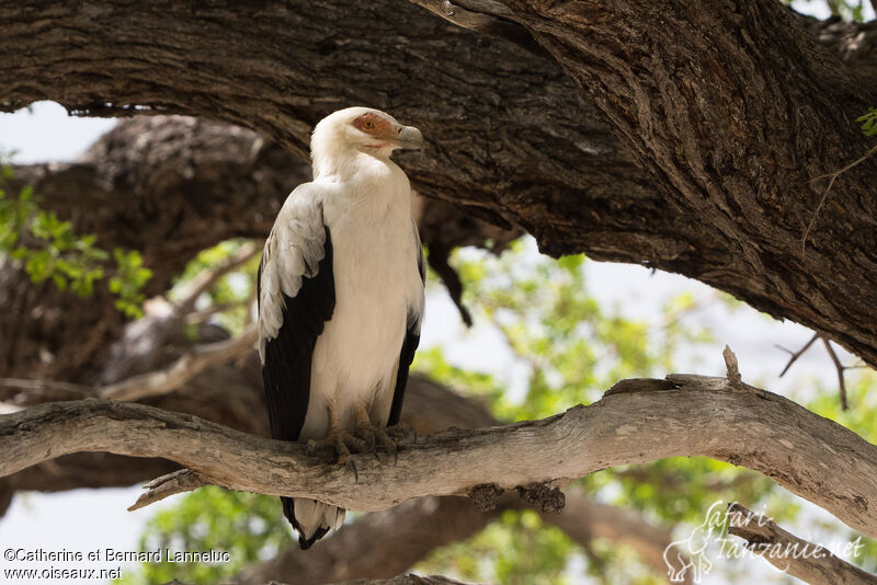 Palm-nut Vultureadult, habitat