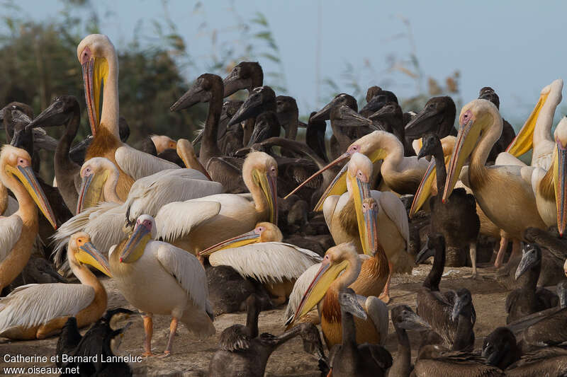 Great White Pelican, Reproduction-nesting, colonial reprod.