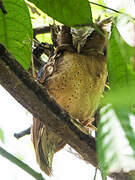 White-fronted Scops Owl