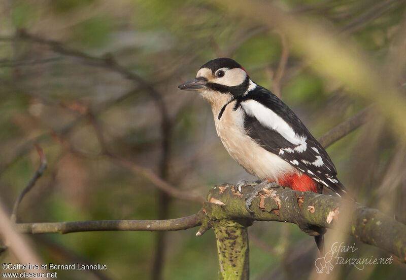 Great Spotted Woodpecker male, Behaviour
