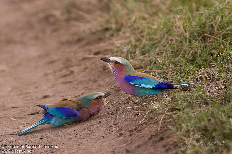 Lilac-breasted Roller, Reproduction-nesting, Behaviour