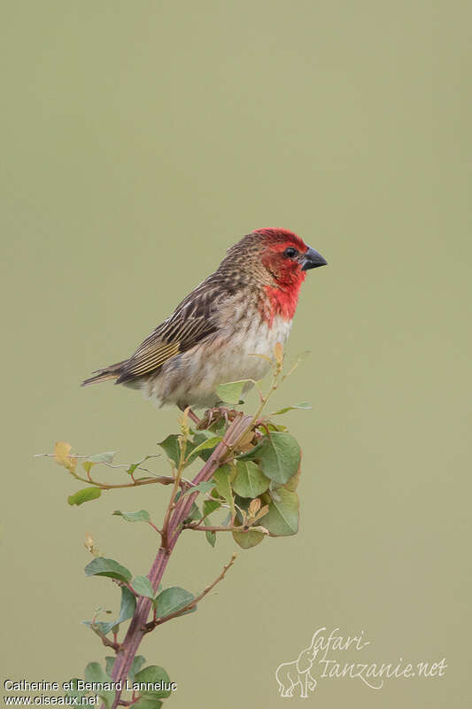 Cardinal Quelea male adult breeding, identification