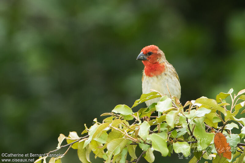Travailleur cardinal mâle adulte nuptial