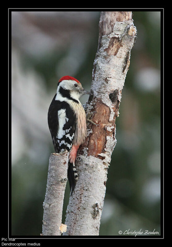 Middle Spotted Woodpecker, identification, Behaviour