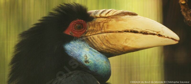 Wreathed Hornbill female