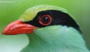 Common Green Magpie
