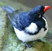 Red-billed Pied Tanager