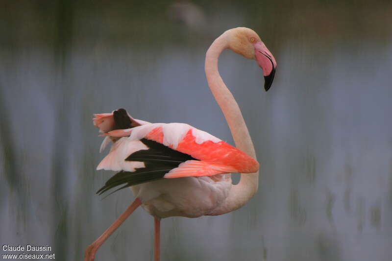 Greater Flamingo