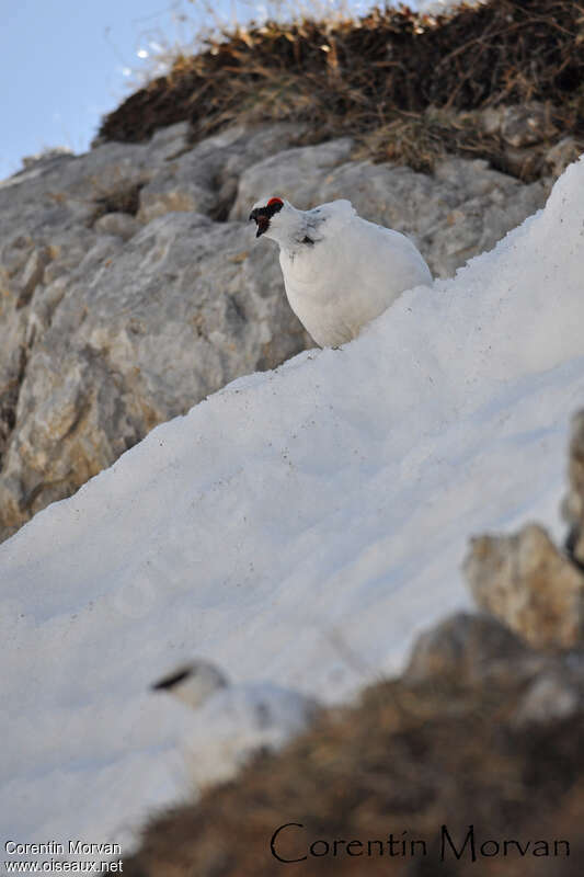Rock Ptarmigan male adult, camouflage, song