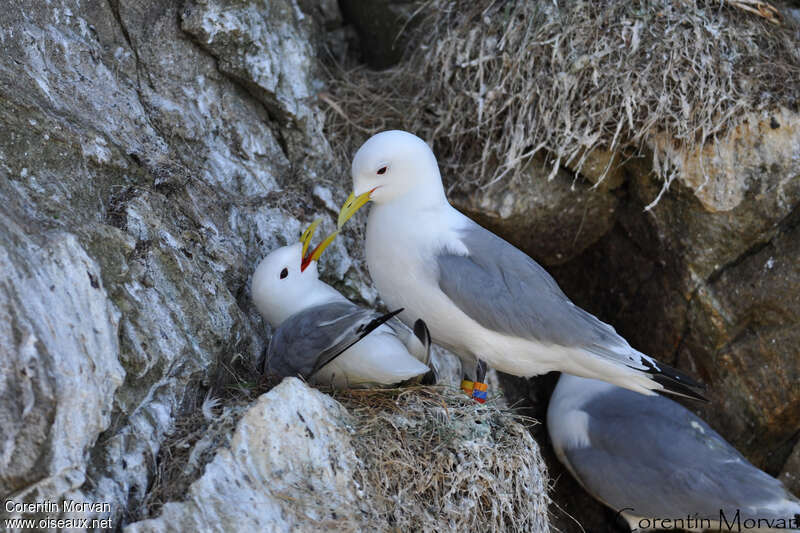 Mouette tridactyleadulte nuptial, habitat, Nidification, r. coloniale, Comportement