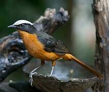 White-crowned Robin-Chat