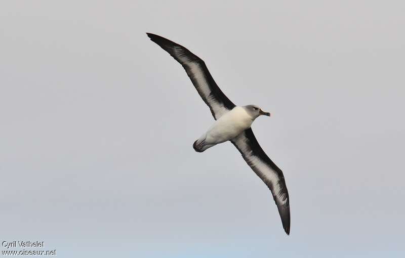 Albatros à tête griseadulte, identification