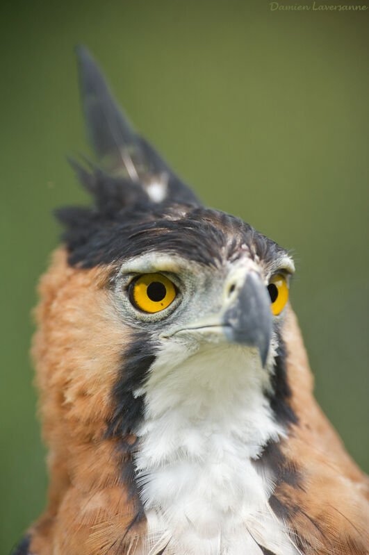 Ornate Hawk-Eagle, identification
