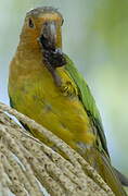 Brown-throated Parakeet