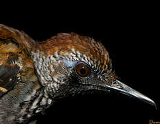 Wing-banded Antbird