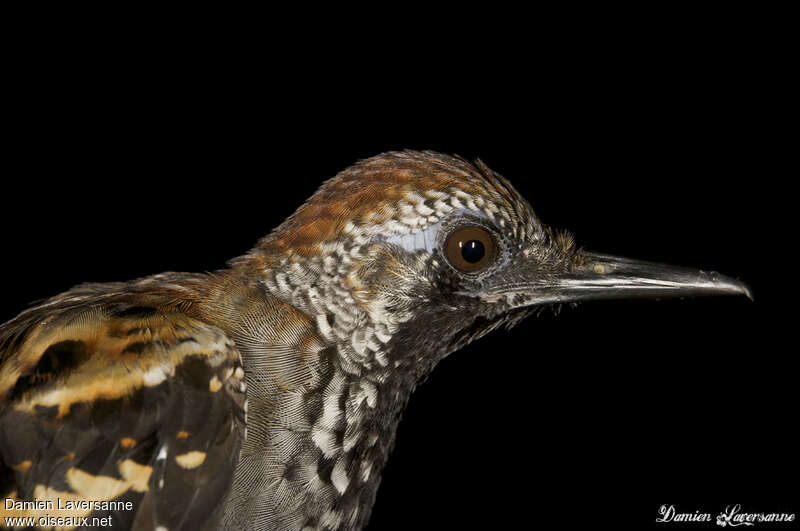 Wing-banded Antbird male adult, close-up portrait