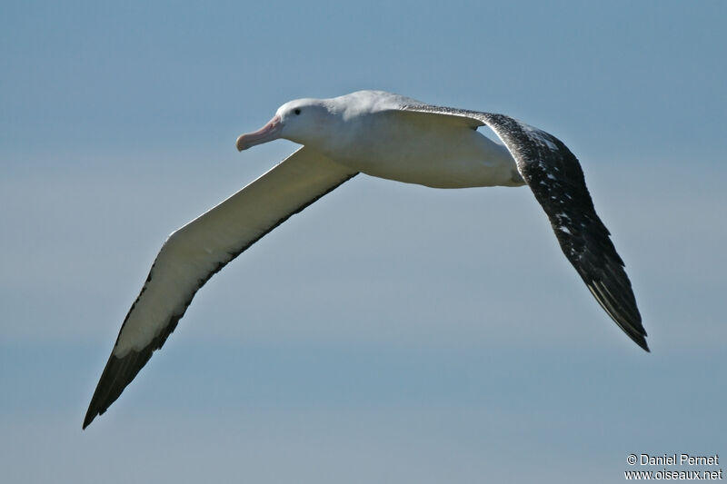 Albatros hurleuradulte, Vol
