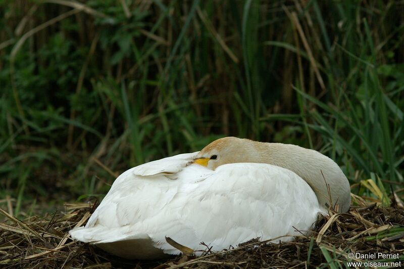 Whooper Swan female adult, Reproduction-nesting
