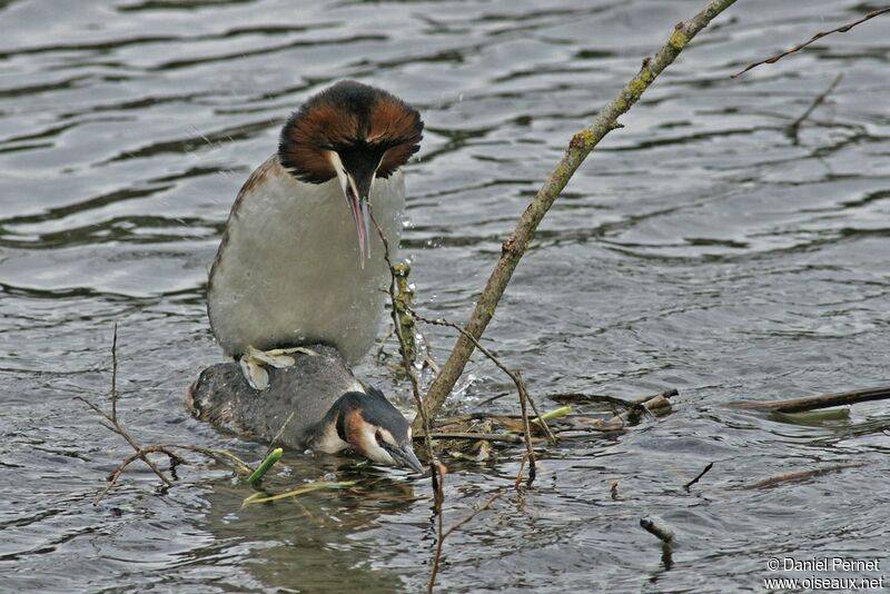 Great Crested Grebe adult, Behaviour