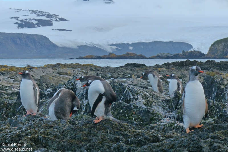 Gentoo Penguinadult, habitat