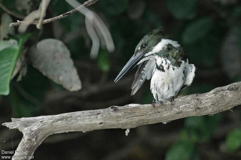 Martin-pêcheur d'Amazonie femelle adulte, habitat, camouflage, pigmentation