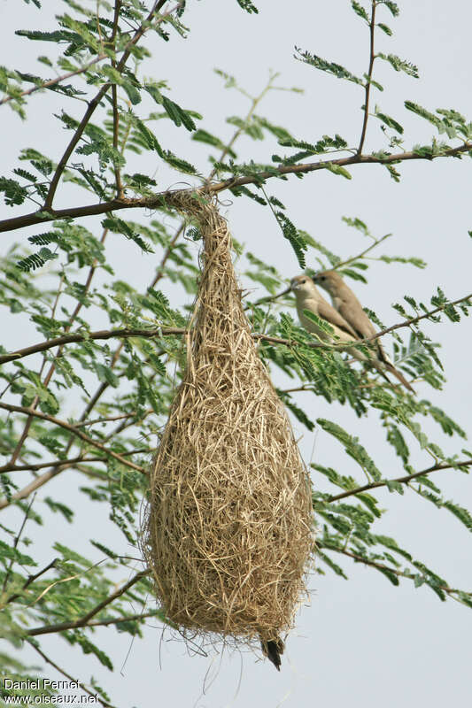 Yellow-throated Sparrowadult, Reproduction-nesting