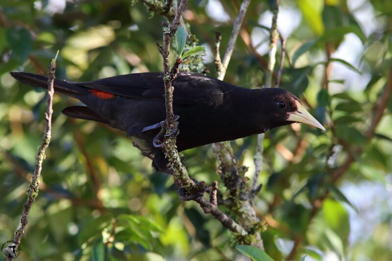 Red-rumped Caciqueadult, identification
