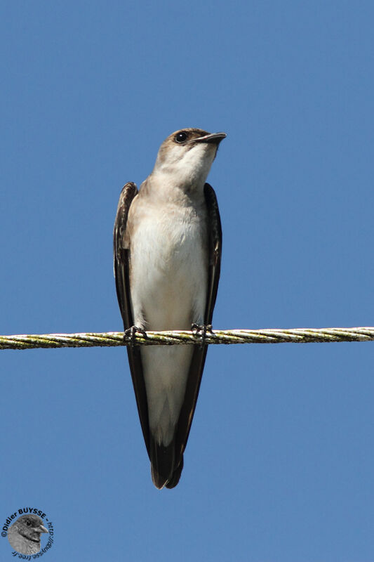 Brown-chested Martinadult, identification