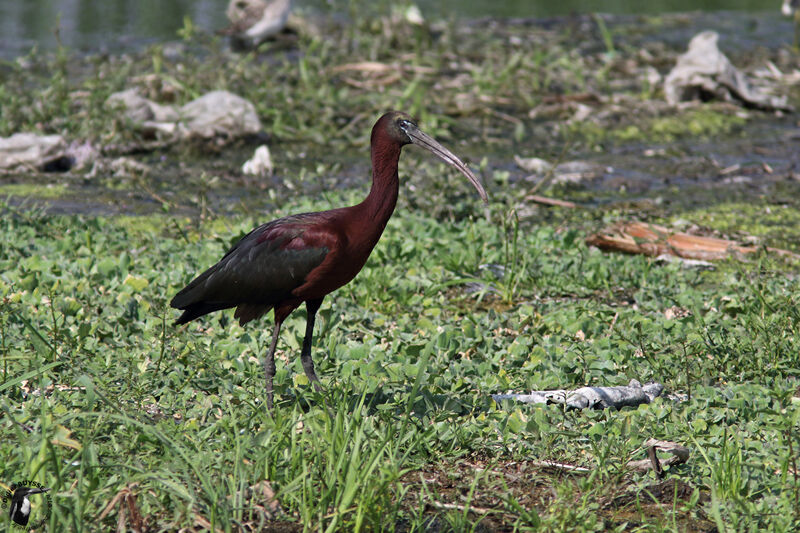 Ibis falcinelleadulte, identification