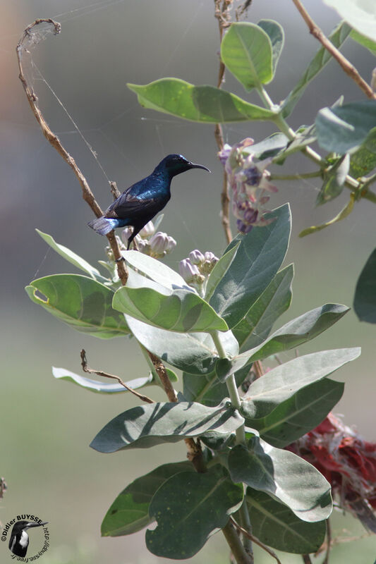 Purple Sunbird male adult, identification