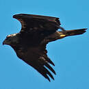 Spanish Imperial Eagle - Aquila Adalberti