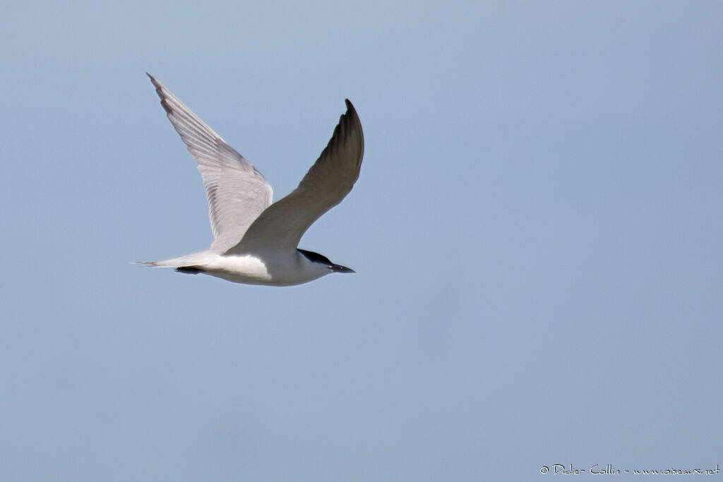 Gull-billed Ternadult breeding, Flight