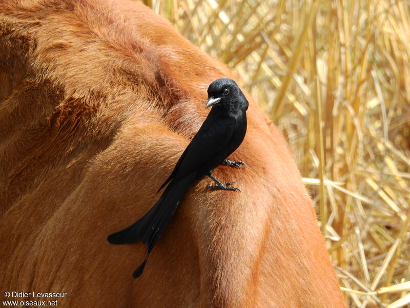 Black Drongo, identification, aspect