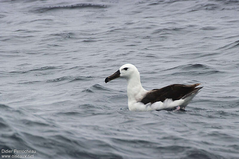 Black-browed AlbatrossFirst year, identification