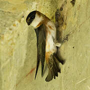 Chestnut-collared Swallow
