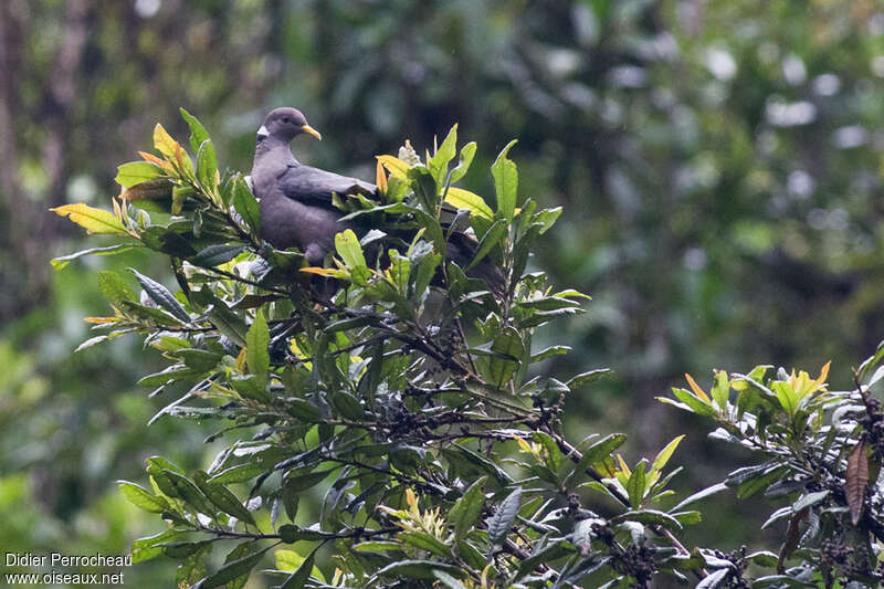 Band-tailed Pigeonadult, habitat