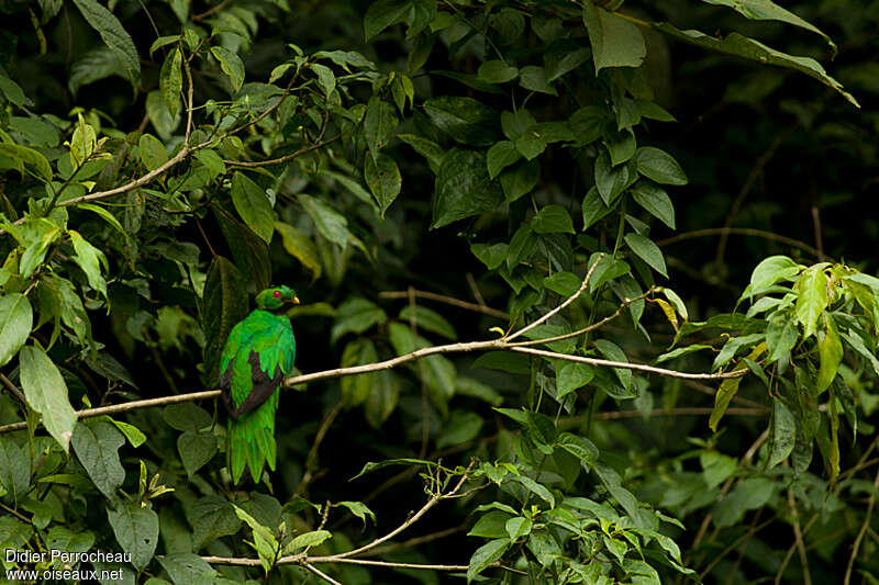 Crested Quetzal male adult