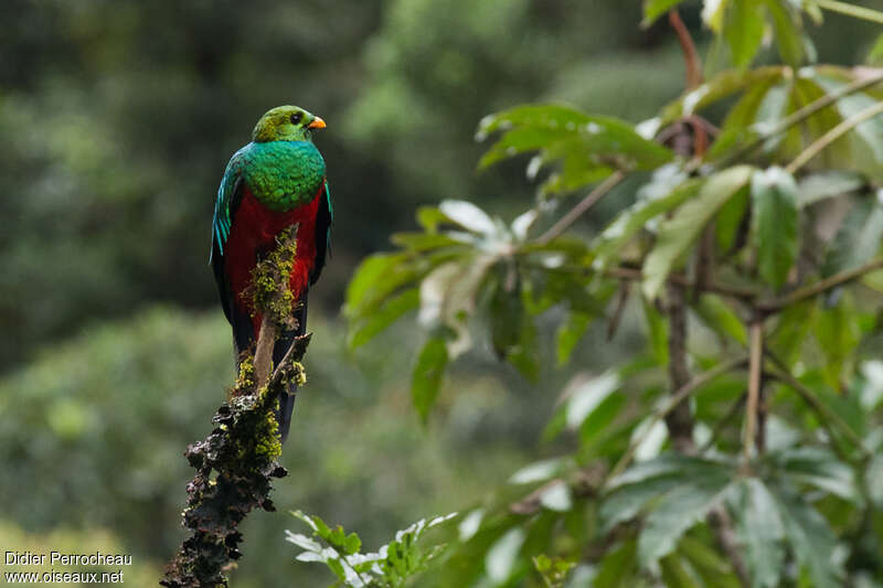 Quetzal doré mâle adulte, pigmentation