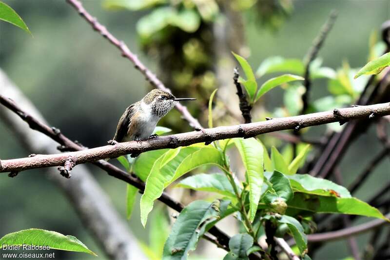 Scintillant Hummingbird female adult, habitat, pigmentation