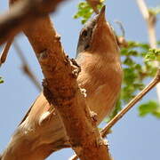 Western Subalpine Warbler