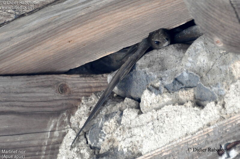 Common Swift, Reproduction-nesting