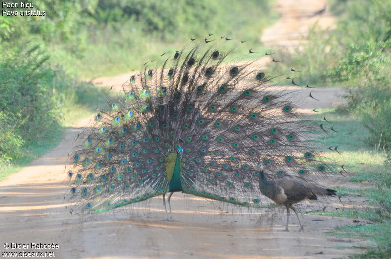 Indian Peafowl, Behaviour