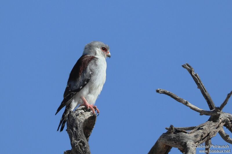Pygmy Falcon female adult