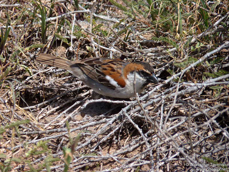 Iago Sparrowadult, identification